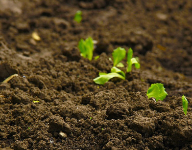 Soil with Plant Growing