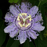 Tennessee State Wildflower